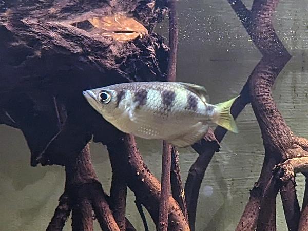 Gebänderter Schützenfisch