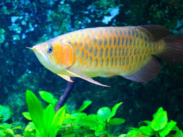 Australischer Gabelbart