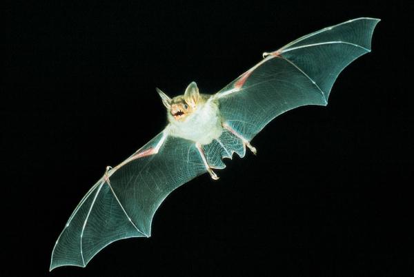 Fledermäuse und Lichtverschmutzung – Vortrag über die Folgen künstlicher Beleuchtung für die Natur