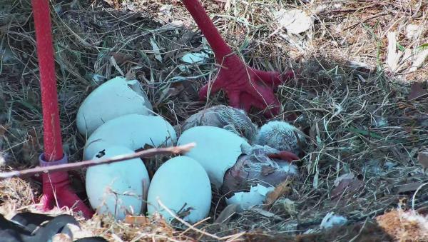 Ankunft und Aufbruch im Storcherlebnispark Wattenscheid