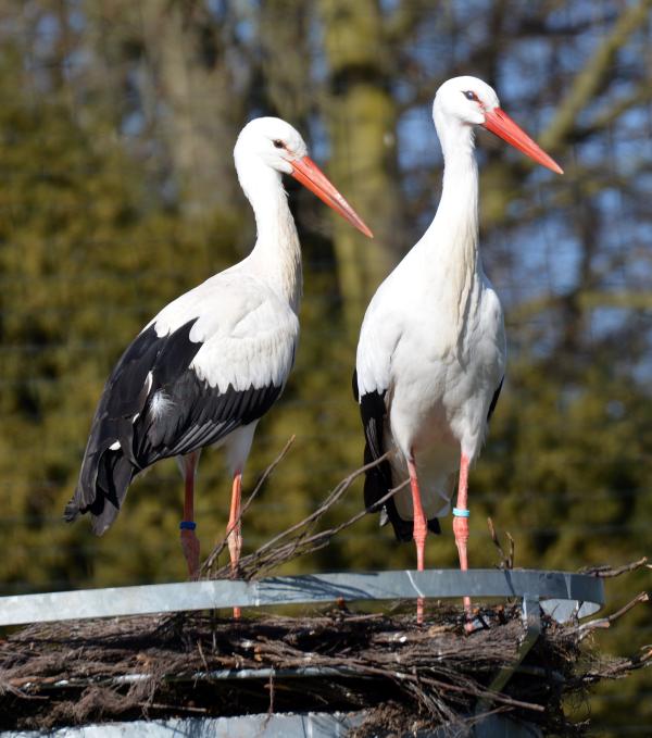Wetterkapriolen verantwortlich für Verlust des Weißstorchnachwuchses im Storcherlebnispark Wattenscheid