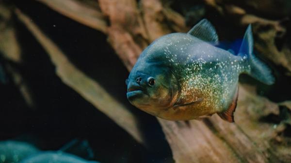 Roter Piranha