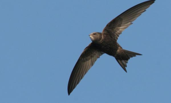 Mauersegler – Ein Leben im Flug 