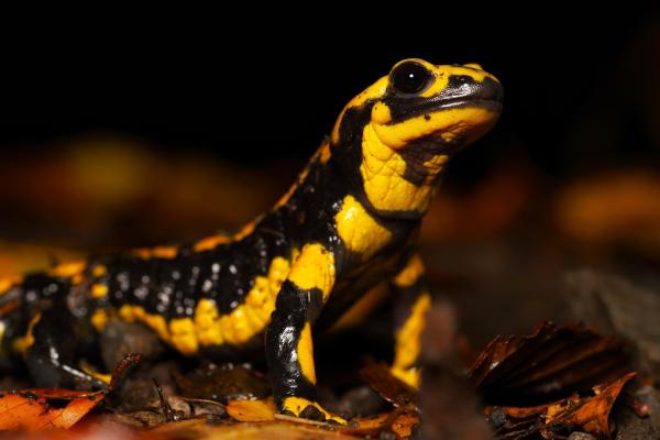 Gemeinsam für die Zukunft des Feuersalamanders in Nordrhein-Westfalen