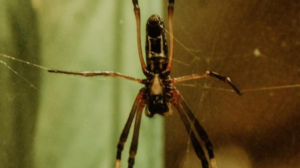 Seidenspinne